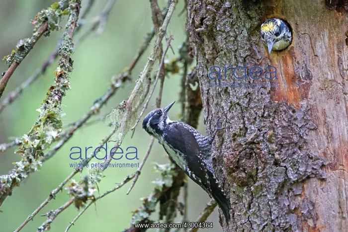 : Three-toed Woodpecker pair at nest in old pine tree : Three-toed Woodpecker pair at nest in old pine tree