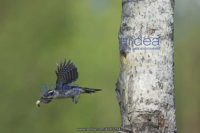 : Three-Toed Woodpecker - Removing Excreta from Nest Hole : Three-Toed Woodpecker - Removing Excreta from Nest Hole