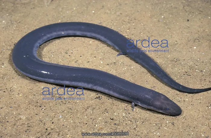 : Three-Toes Amphiuma : Three-Toes Amphiuma