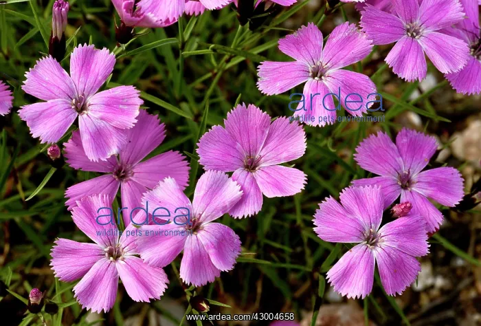 : Three-veined Pink - in flower : Three-veined Pink - in flower