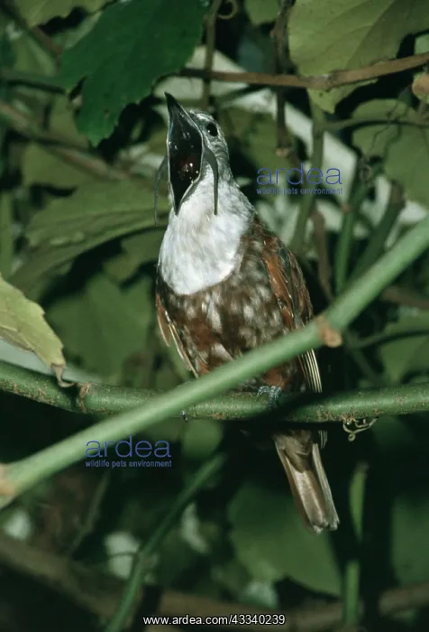 : Three-wattled Bell Bird - Male : Three-wattled Bell Bird - Male