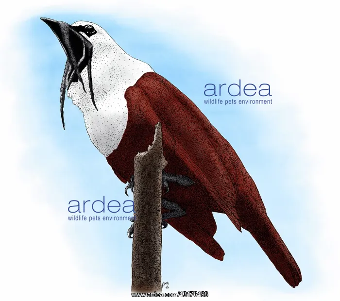 : Three-wattled Bellbird : Three-wattled Bellbird
