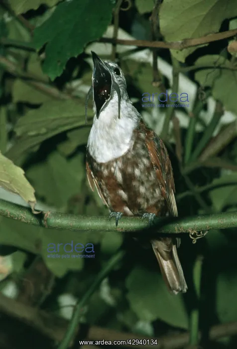 : Three-wattled Bellbird - Male, with beak open : Three-wattled Bellbird - Male, with beak open
