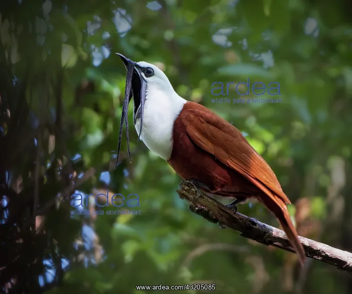 : Three-wattled Bellbird (Procnias tricarunculatus : Three-wattled Bellbird (Procnias tricarunculatus