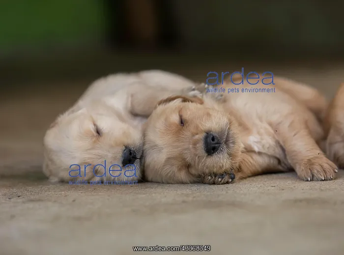 : Three-week-old Golden Retriever puppies (Canoidea) : Three-week-old Golden Retriever puppies (Canoidea)
