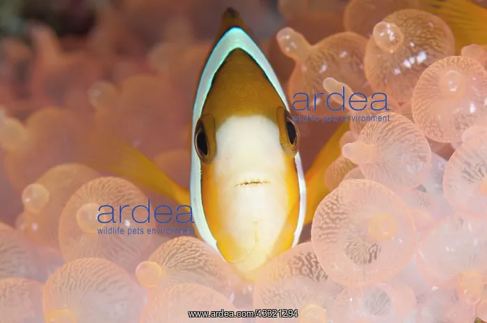 : Threeband Anemonefish - in Bulb Tentacle Sea Anemone : Threeband Anemonefish - in Bulb Tentacle Sea Anemone