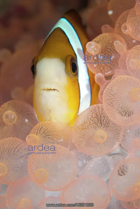 : Threeband Anemonefish - in Bulb Tentacle Sea Anemone : Threeband Anemonefish - in Bulb Tentacle Sea Anemone