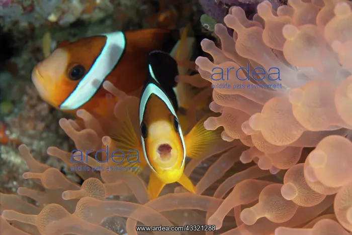 : Threeband Anemonefish - with mouth open in aggressive : Threeband Anemonefish - with mouth open in aggressive