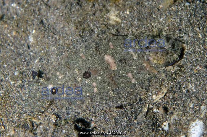 : Threesport Flounder - Jemeluk Wall dive site, Amed : Threesport Flounder - Jemeluk Wall dive site, Amed