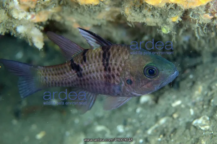 : Threespot Cardinalfish Nudi Falls dive site, Lembeh : Threespot Cardinalfish Nudi Falls dive site, Lembeh