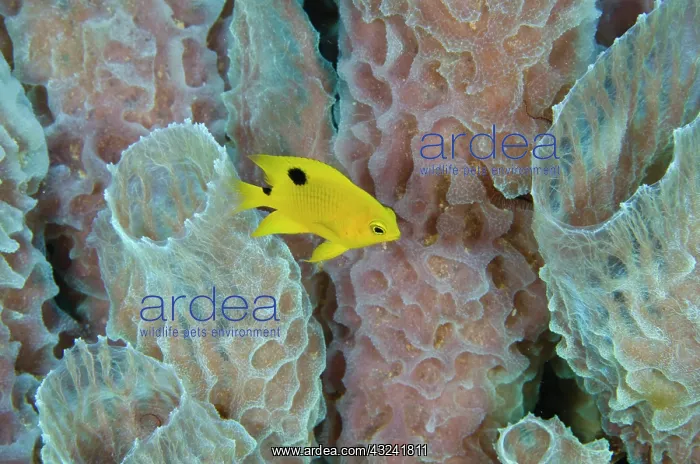 : Threespot Damselfish Juvenile (Stegastes : Threespot Damselfish Juvenile (Stegastes