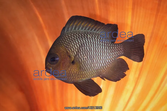 : Threespot dascyllus (Dascyllus trimaculatus) in : Threespot dascyllus (Dascyllus trimaculatus) in