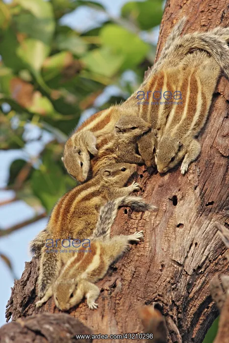 : Threestriped Palm Squirrels cuddled together, Keoladeo : Threestriped Palm Squirrels cuddled together, Keoladeo