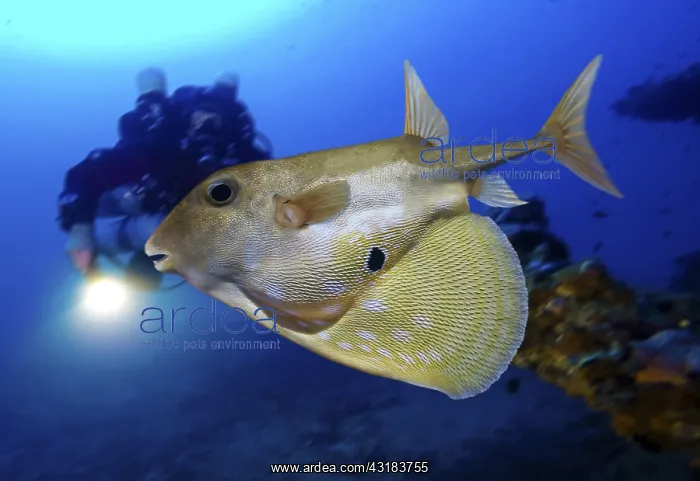 : Threetooth puffer, Triodon macropterus, swimming : Threetooth puffer, Triodon macropterus, swimming