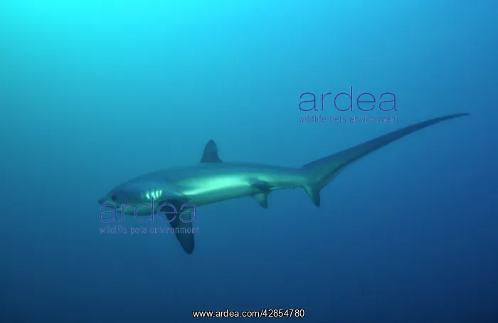 : Thresher / Foxtail Shark : Thresher / Foxtail Shark