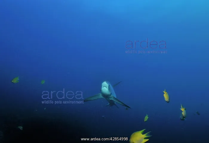: Thresher / Foxtail Shark : Thresher / Foxtail Shark