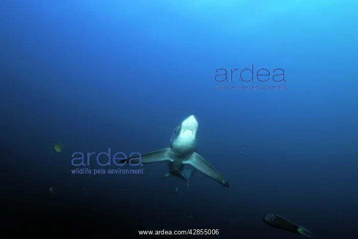 : Thresher / Foxtail Shark : Thresher / Foxtail Shark