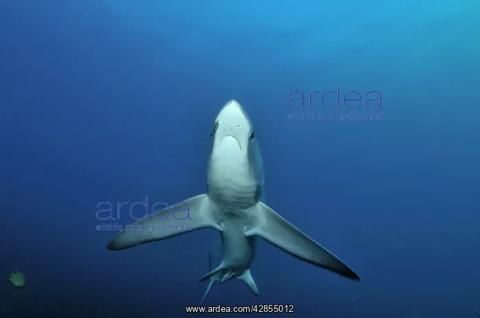 : Thresher / Foxtail Shark : Thresher / Foxtail Shark