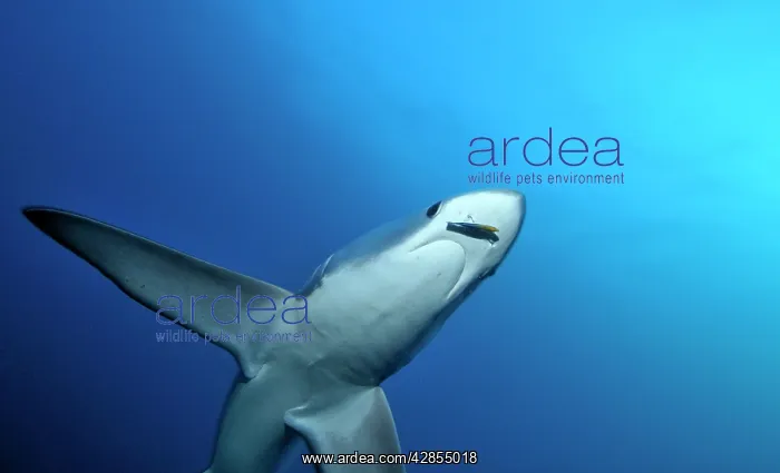 : Thresher / Foxtail Shark : Thresher / Foxtail Shark