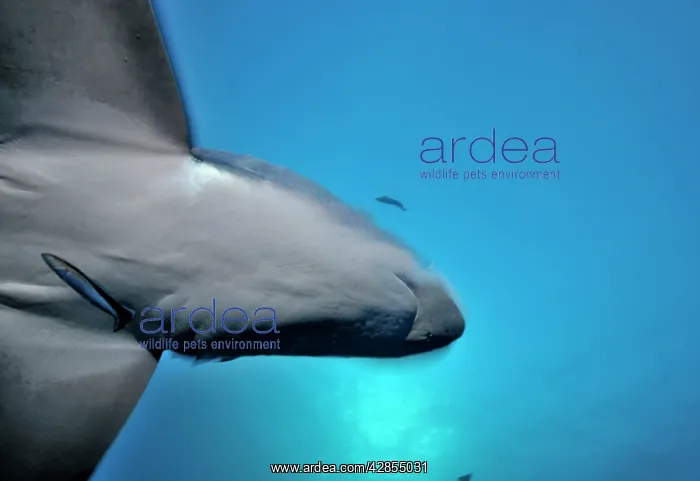 : Thresher / Foxtail Shark : Thresher / Foxtail Shark