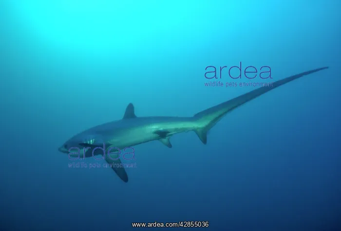 : Thresher / Foxtail Shark : Thresher / Foxtail Shark