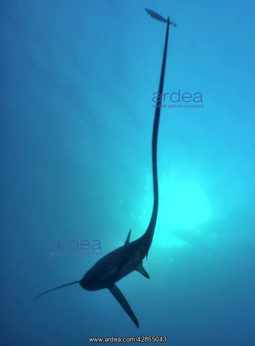 : Thresher / Foxtail Shark : Thresher / Foxtail Shark