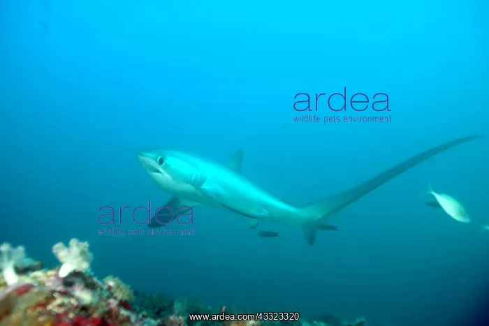 : Thresher shark, Alopias vulpinus, endangered, IUCN, , Monad : Thresher shark, Alopias vulpinus, endangered, IUCN, , Monad