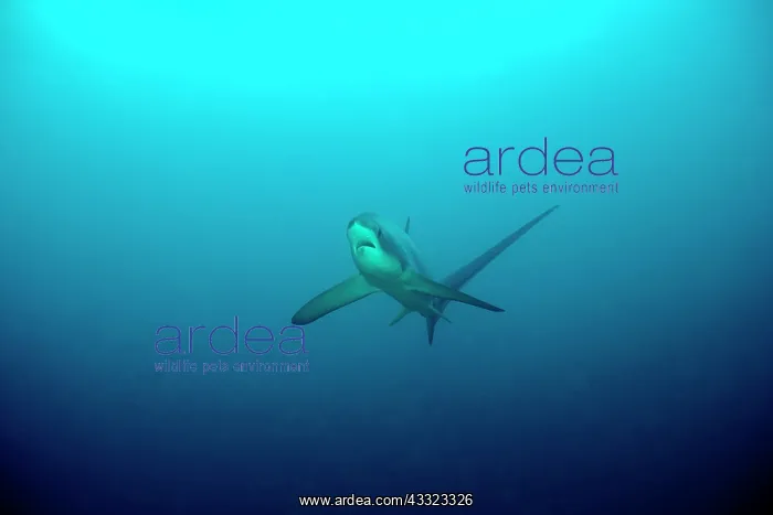 : thresher shark, Alopias vulpinus, Vulnerable, IUCN, , Monad : thresher shark, Alopias vulpinus, Vulnerable, IUCN, , Monad