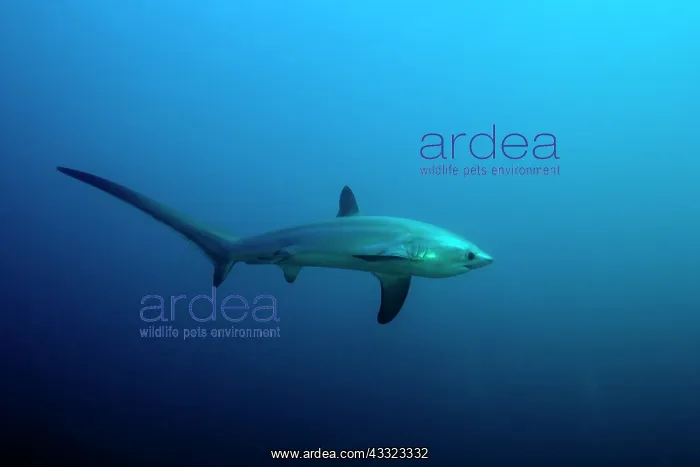 : thresher shark, Alopias vulpinus, Vulnerable, IUCN, , Monad : thresher shark, Alopias vulpinus, Vulnerable, IUCN, , Monad