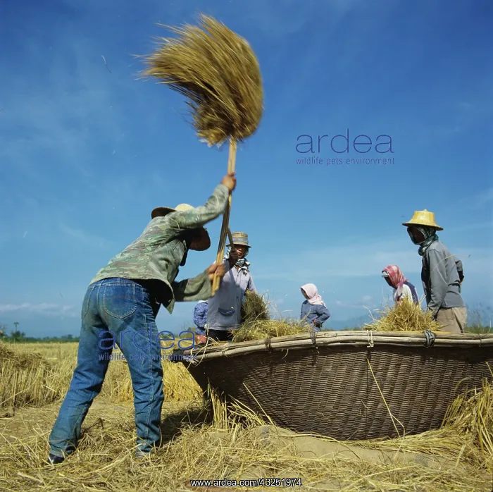 : Threshing rice, Thailand : Threshing rice, Thailand