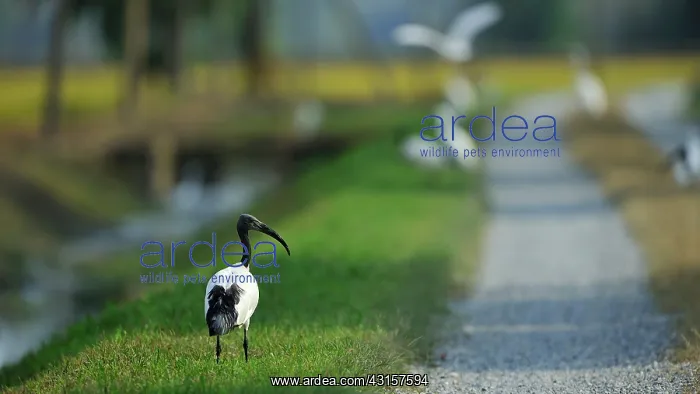 : Threskiornis aethiopicus Pelecaniformes : Threskiornis aethiopicus Pelecaniformes