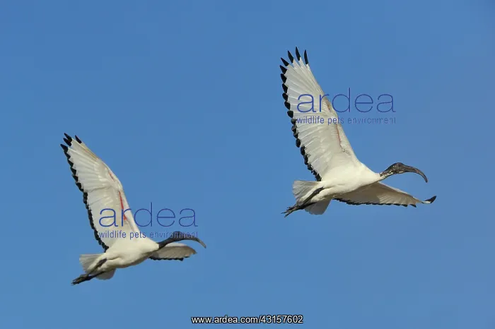  : Threskiornis aethiopicus Pelecaniformes