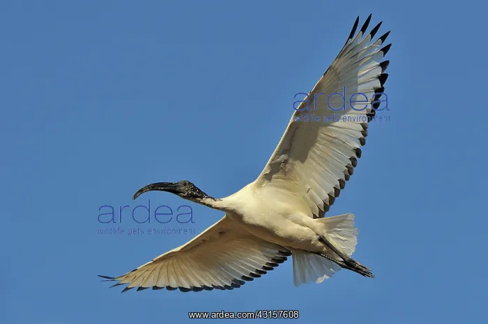 : Threskiornis aethiopicus Pelecaniformes : Threskiornis aethiopicus Pelecaniformes