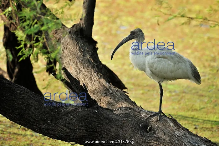 : Threskiornis melanocephalus Pelecaniformes : Threskiornis melanocephalus Pelecaniformes
