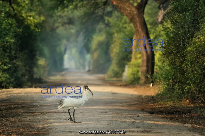 : Threskiornis melanocephalus Pelecaniformes : Threskiornis melanocephalus Pelecaniformes