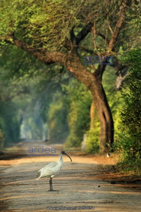 : Threskiornis melanocephalus Pelecaniformes : Threskiornis melanocephalus Pelecaniformes