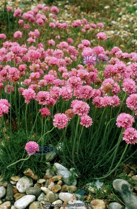 : THRIFT (Armeria maritma) : THRIFT (Armeria maritma)