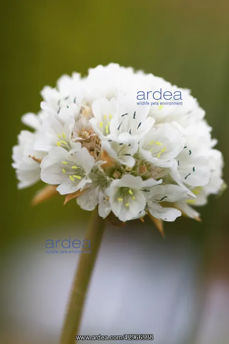 : Thrift, Sea pink, Armeria pseudarmeria : Thrift, Sea pink, Armeria pseudarmeria