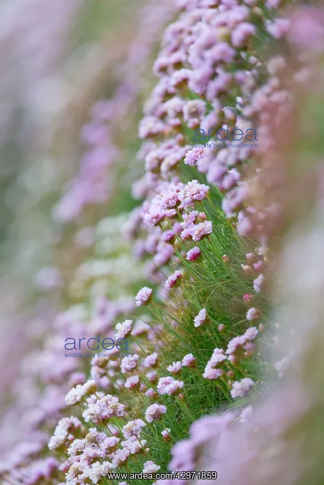  : Thrift (Armeria maritima). Cornwall - UK