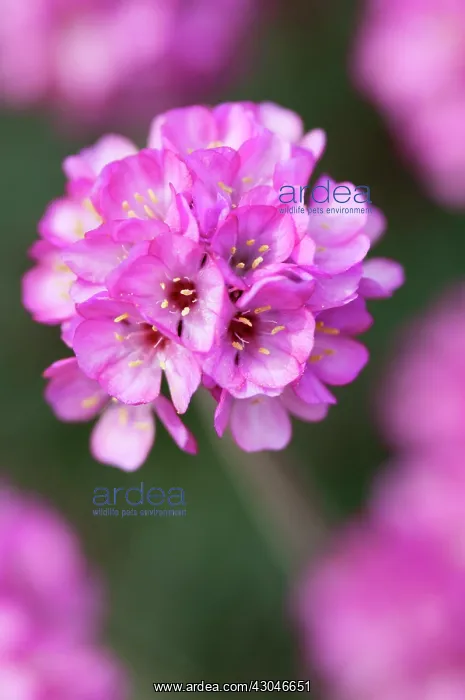 : Thrift, Sea pink, Armeria maritima Rubrifolia : Thrift, Sea pink, Armeria maritima Rubrifolia