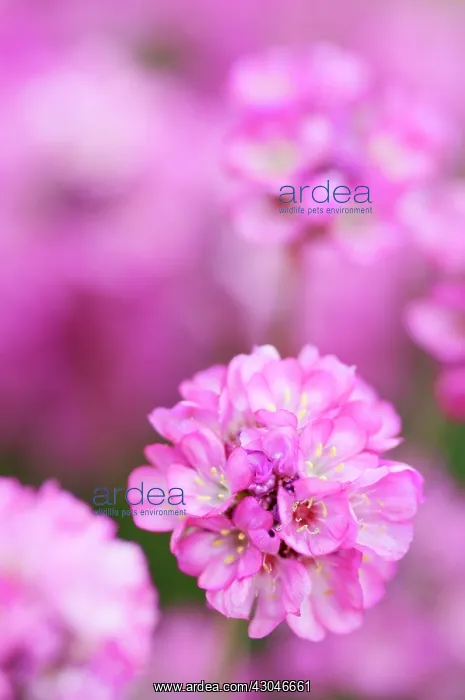 : Thrift, Sea pink, Armeria maritima Rubrifolia : Thrift, Sea pink, Armeria maritima Rubrifolia