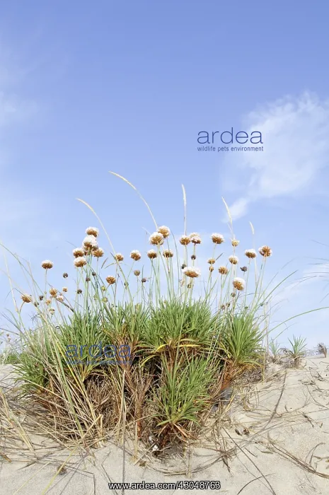 : Thrift, Sea pink, Armeria maritima : Thrift, Sea pink, Armeria maritima