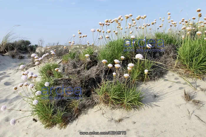 : Thrift, Sea pink, Armeria maritima : Thrift, Sea pink, Armeria maritima