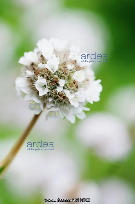 : Thrift, Armeria juniperifolia alba, close up : Thrift, Armeria juniperifolia alba, close up