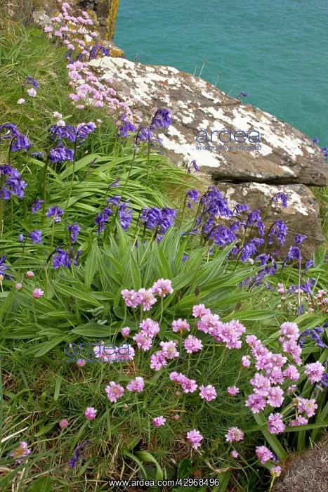 : Thrift - and Bluebells on the West coast of The : Thrift - and Bluebells on the West coast of The