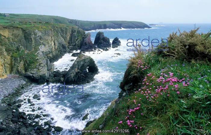 : Thrift on cliff top : Thrift on cliff top
