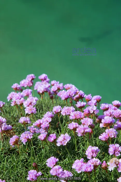 : Thrift - on cliff edge : Thrift - on cliff edge