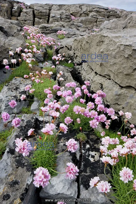 : Thrift - on coastal limestone pavement : Thrift - on coastal limestone pavement