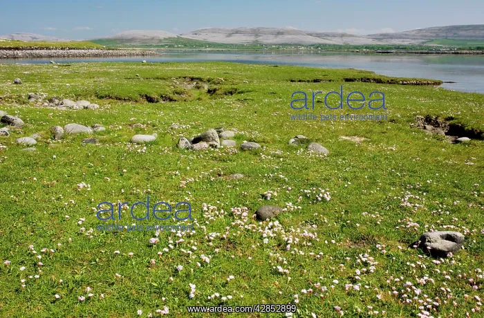 : Thrift in coastal pasture / saltmarsh on the Rine : Thrift in coastal pasture / saltmarsh on the Rine