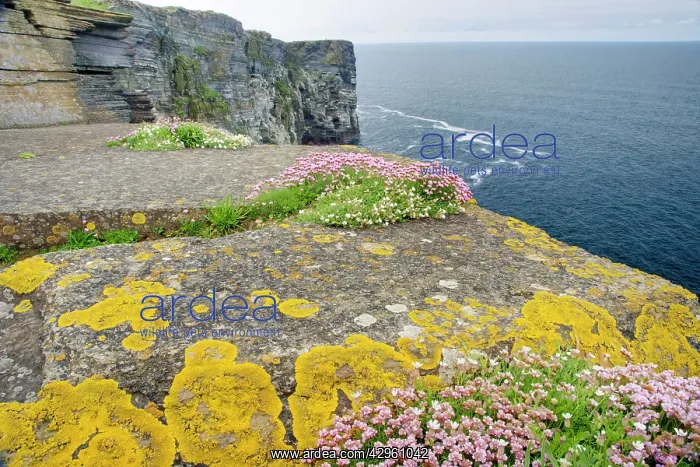 : Thrift covered cliffs : Thrift covered cliffs